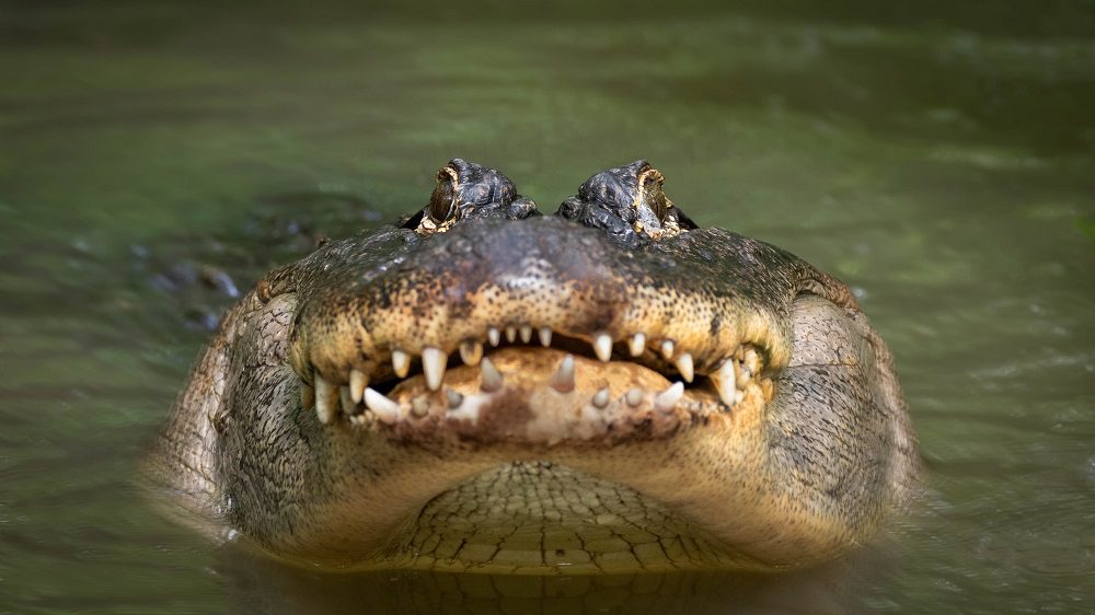 florida