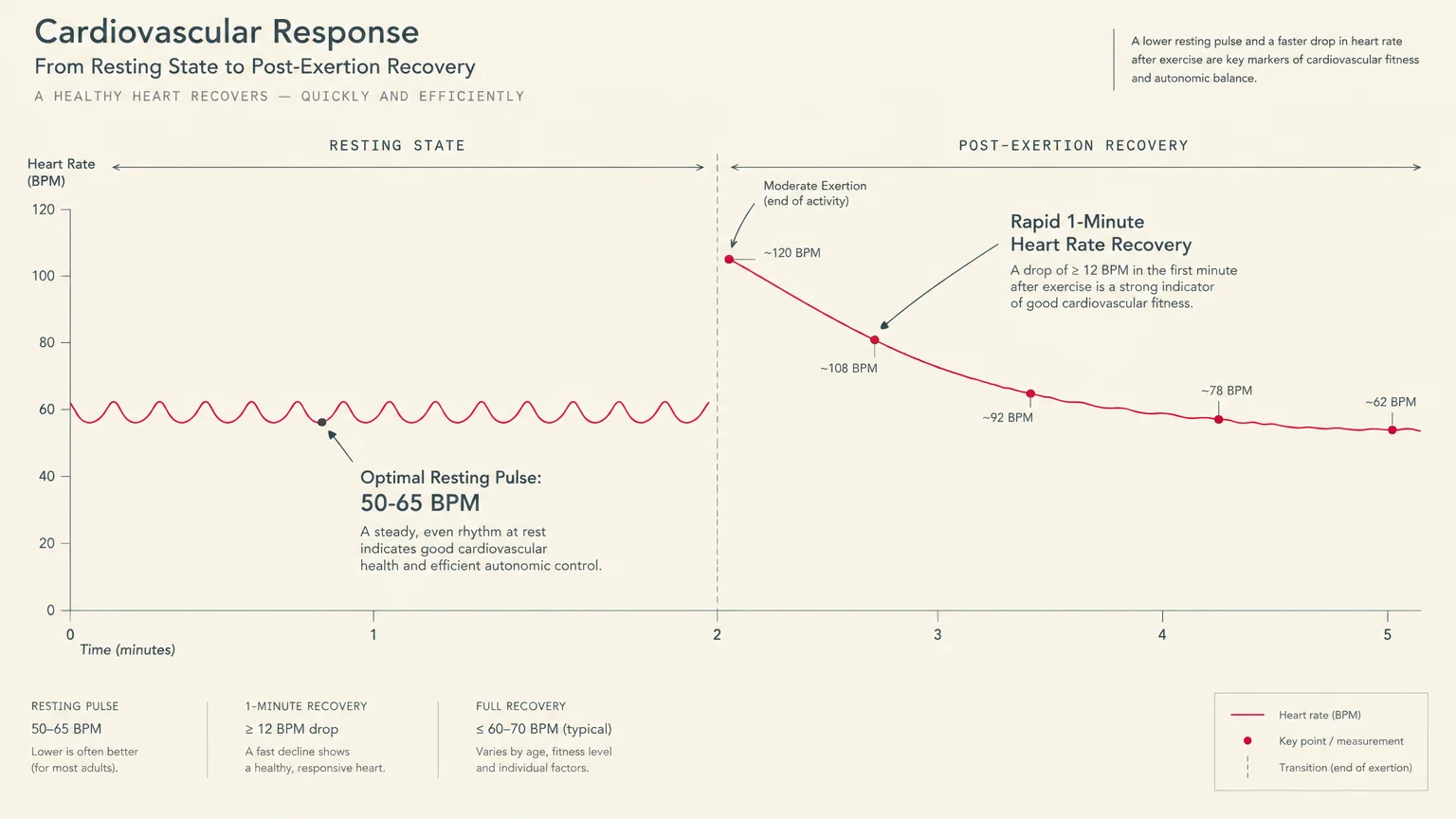 Line graph tracking heart rate in BPM across resting state and post-exertion recovery over time in minutes.